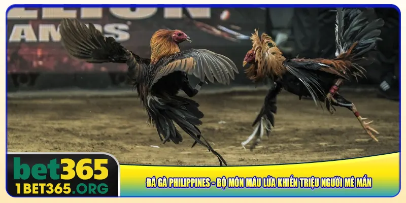 da-ga-philippines-bo-mon-mau-lua-khien-trieu-nguoi-me-man