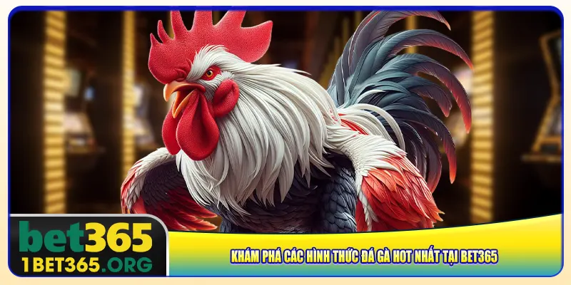 Khám phá các hình thức đá gà hot nhất tại bet365