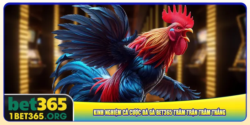 Kinh nghiệm cá cược đá gà bet365 trăm trận trăm thắng