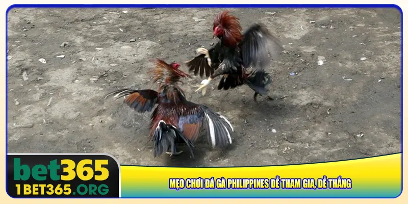 Mẹo chơi đá gà Philippines dễ tham gia, dễ thắng