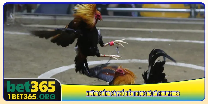 Những giống gà phổ biến trong đá gà Philippines