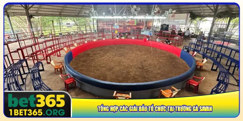 Tổng hợp các giải đấu tổ chức tại trường gà Savan